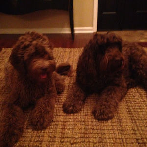 Meet your Posher, Steffani